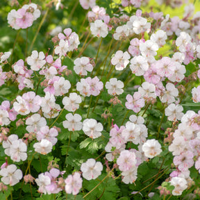 Géranium vivace Biokovo