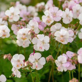 Géranium vivace Biokovo