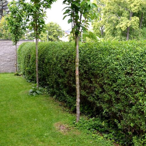 Troène de Californie - Ligustrum ovalifolium