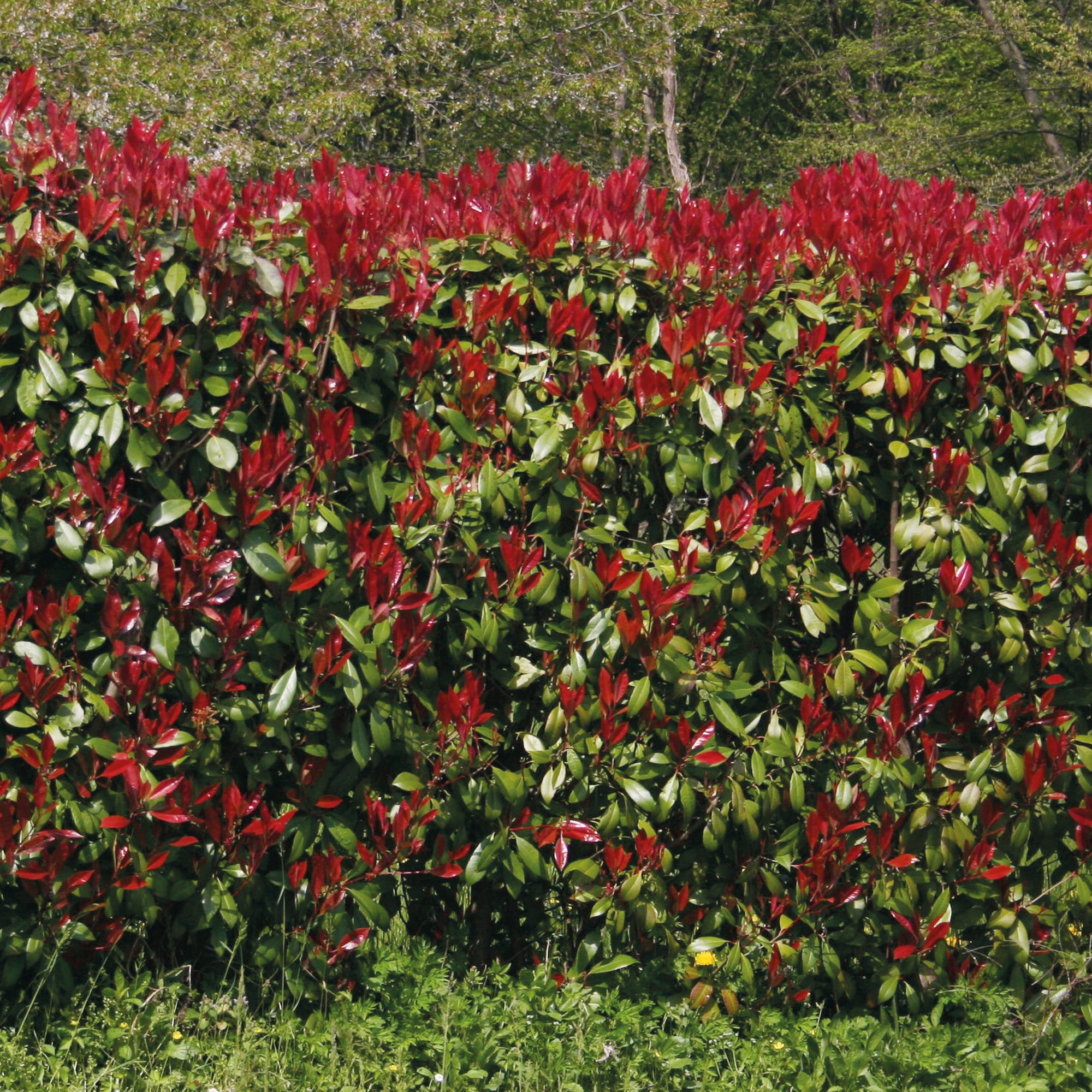 Haie de 3 Photinias Red Robin