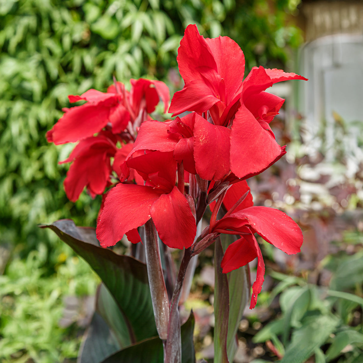 2 Canna Red Futurity - Willemse