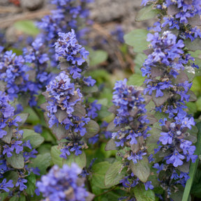 3 Bugles rampantes Atropurpurea