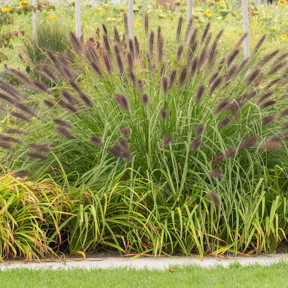 Herbe aux écouvillons viridescens - Pennisetum - Pennisetum alopecuroides f. viridescens - Willemse