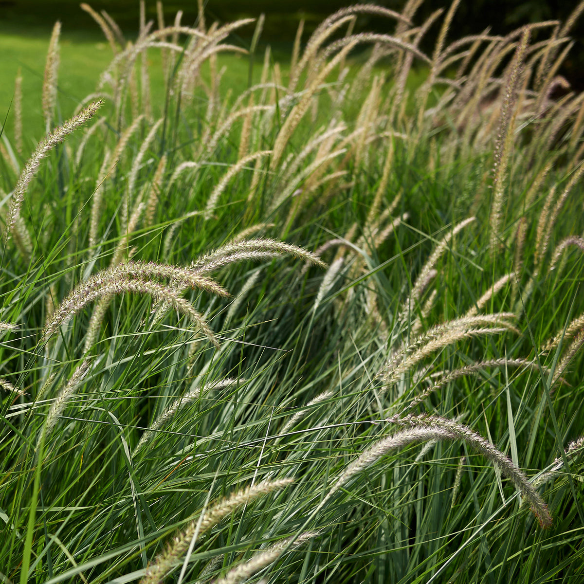 Herbe aux écouvillons d'Orient Fairy Tails - Pennisetum