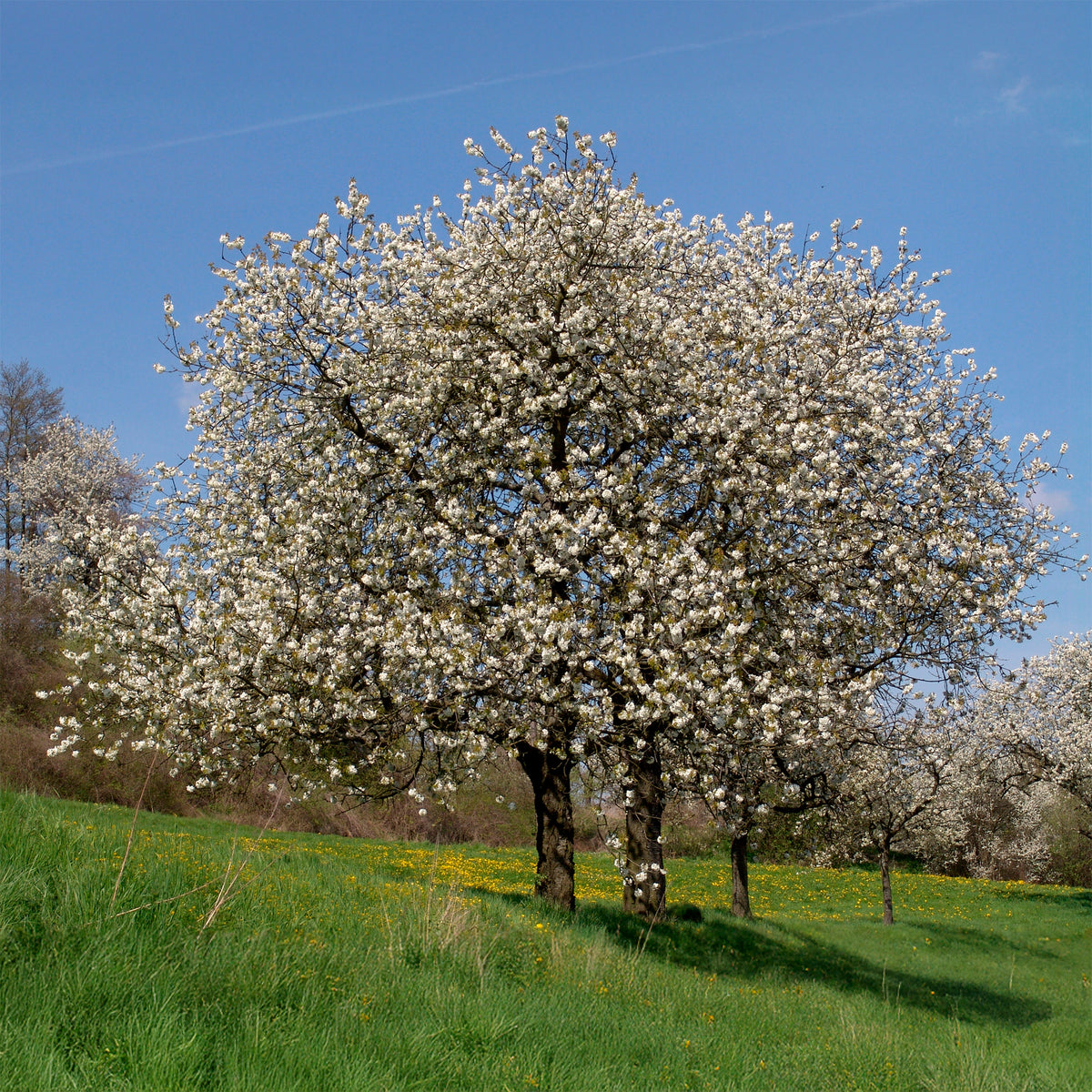 Merisier des oiseaux - Prunus avium - Willemse