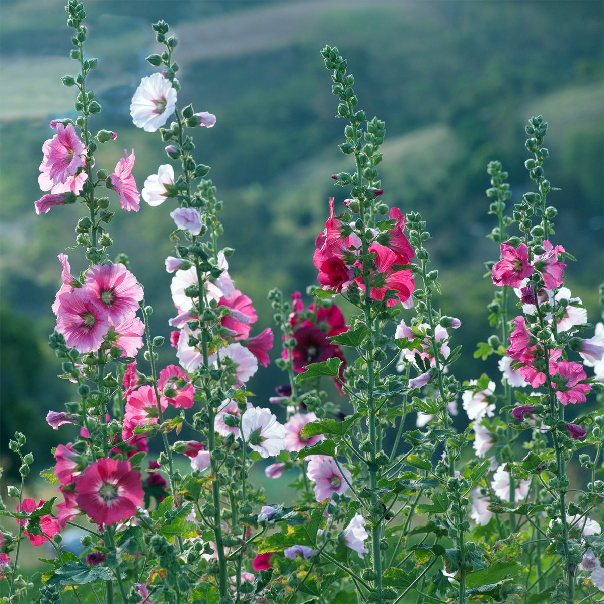 Rose trémière Simplex - Alcea rosea simplex - Willemse