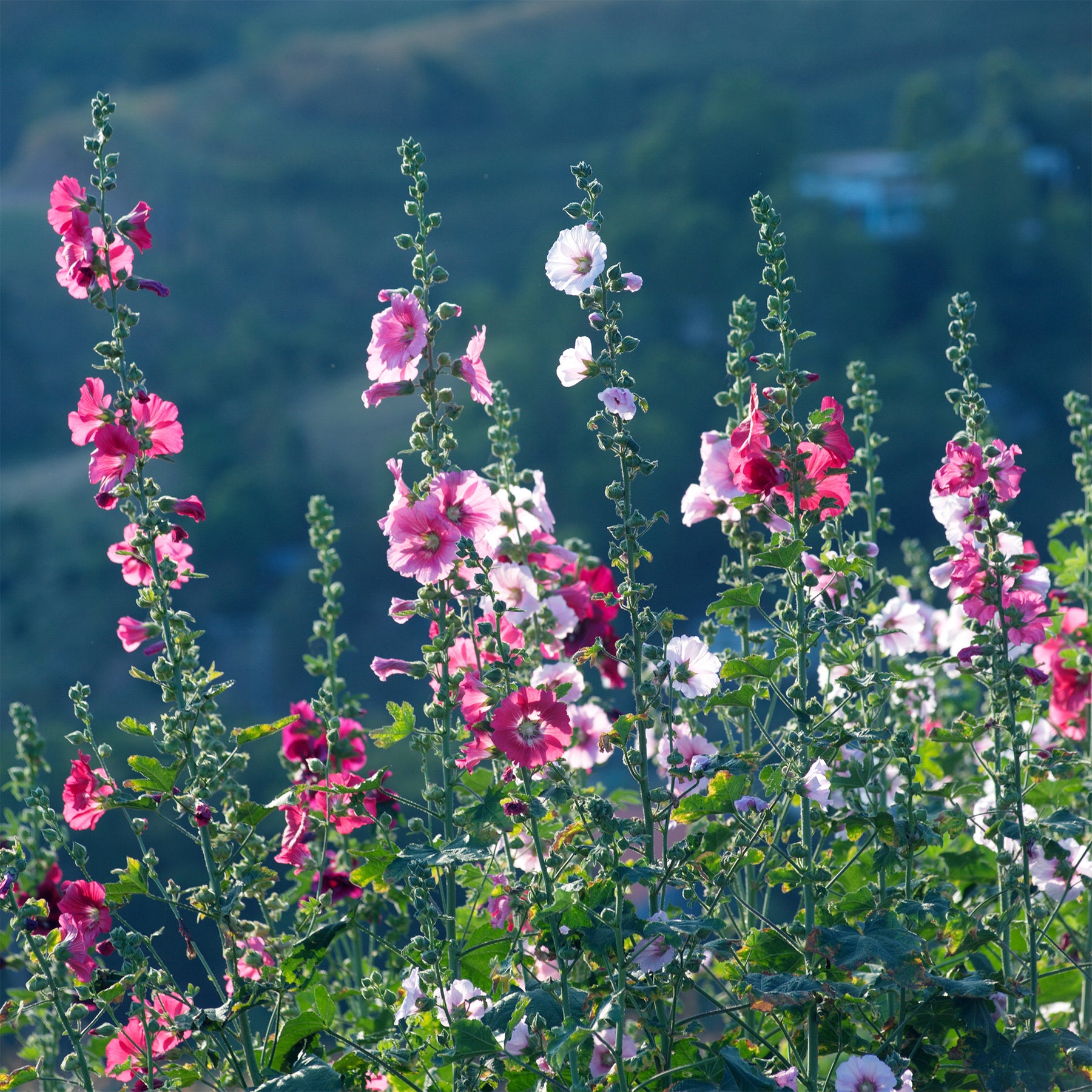 Alcea rosea simplex - Rose trémière Simplex - Rose trémière - Alcea