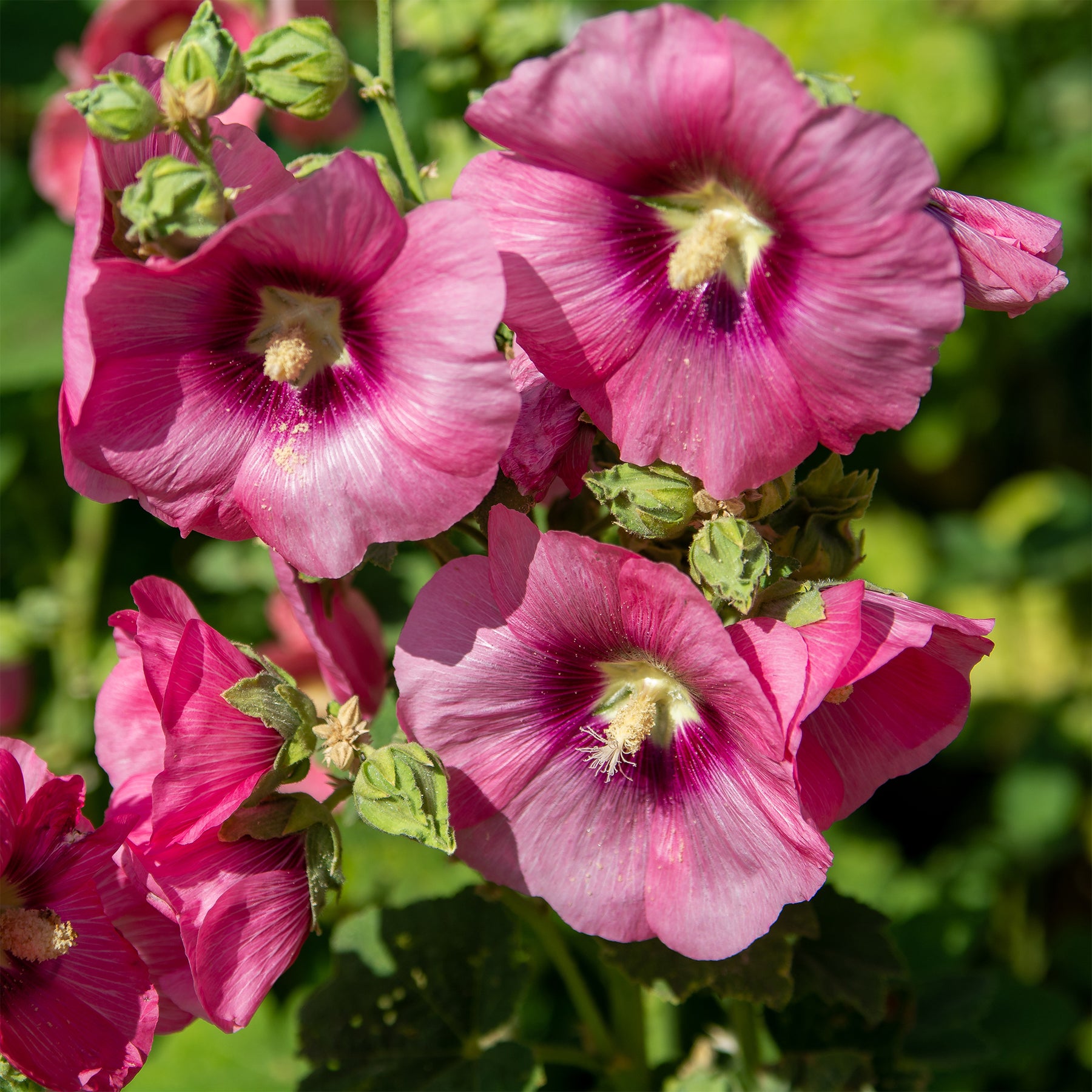 Rose trémière Simplex - Willemse