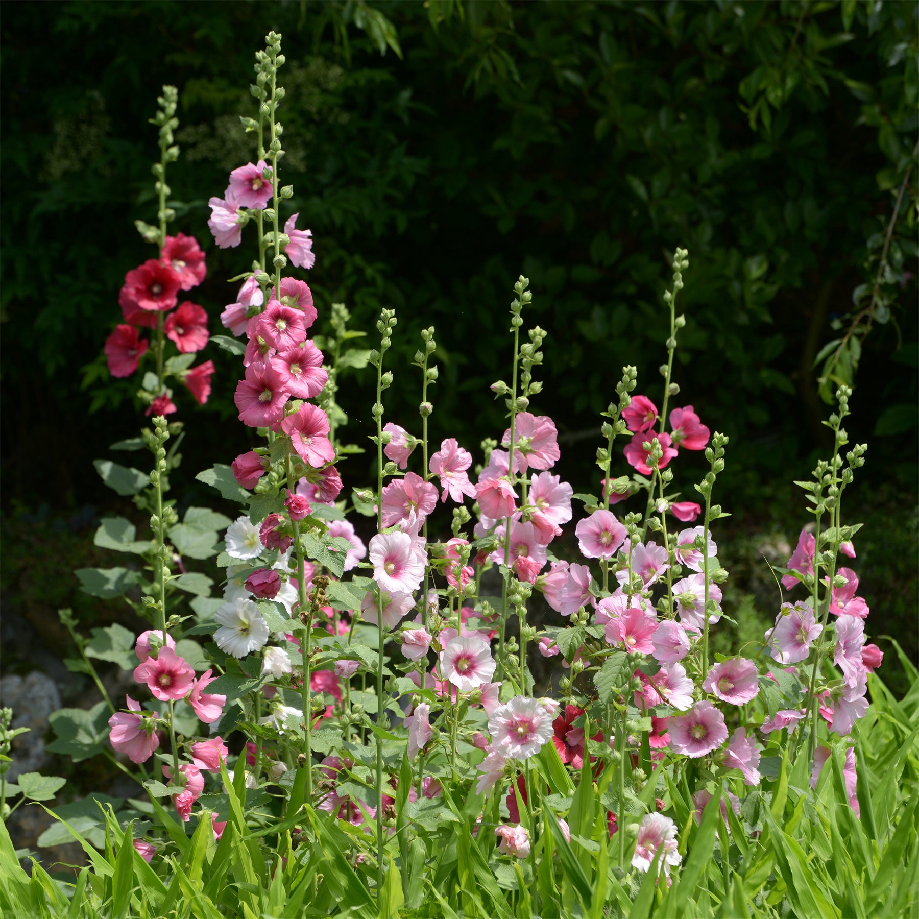 Rose trémière - Alcea - Rose trémière Simplex - Alcea rosea simplex