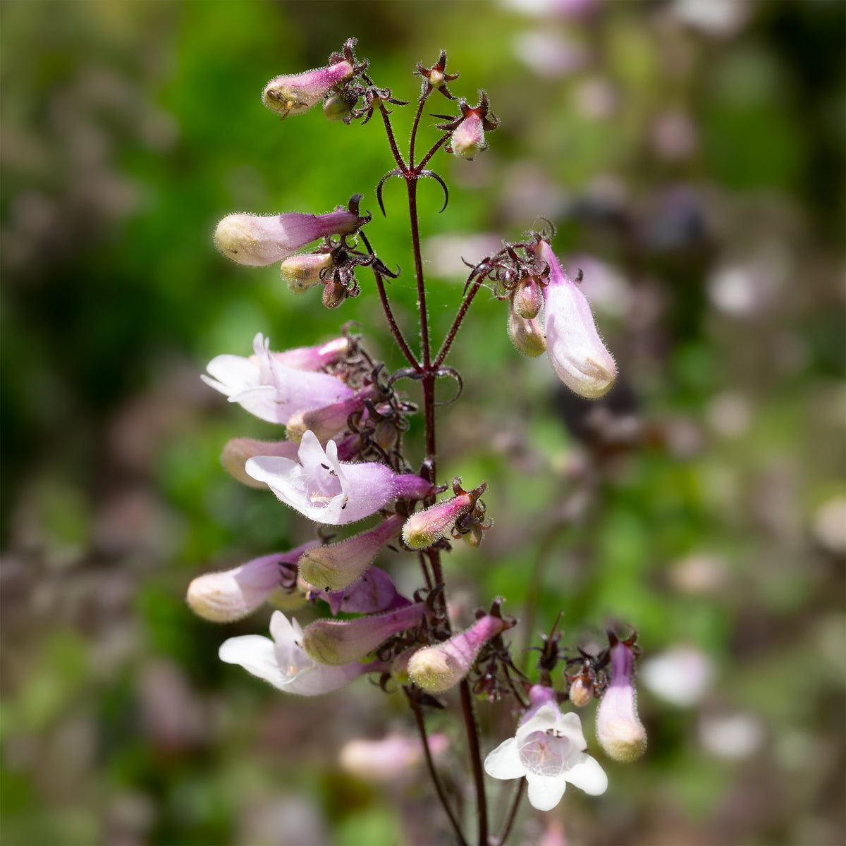 Galane Dark Towers - Penstemon - Willemse