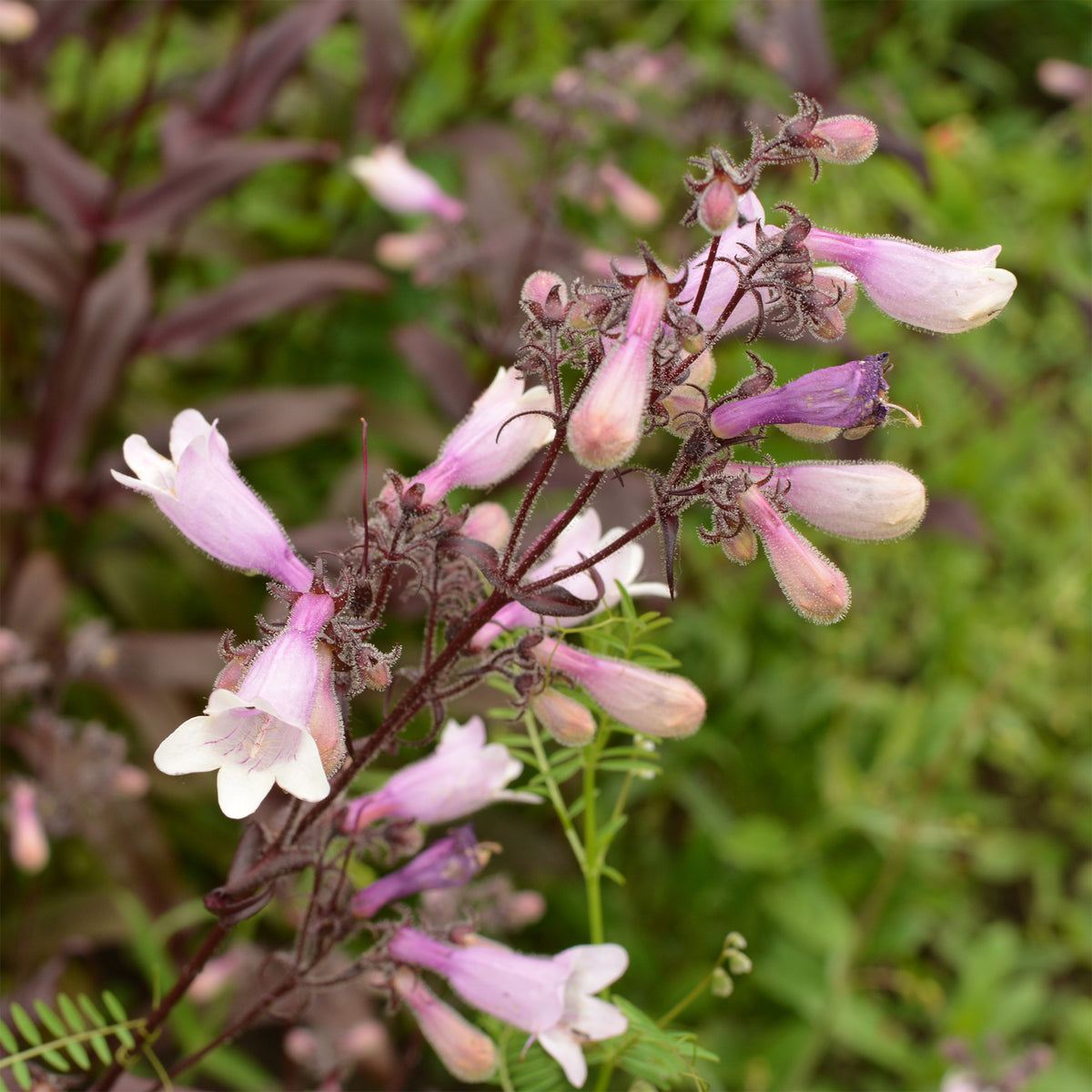 Galane Dark Towers - Penstemon - Penstemon digitalis husker red - Willemse