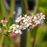 Escalonia Apple Blossom - Willemse