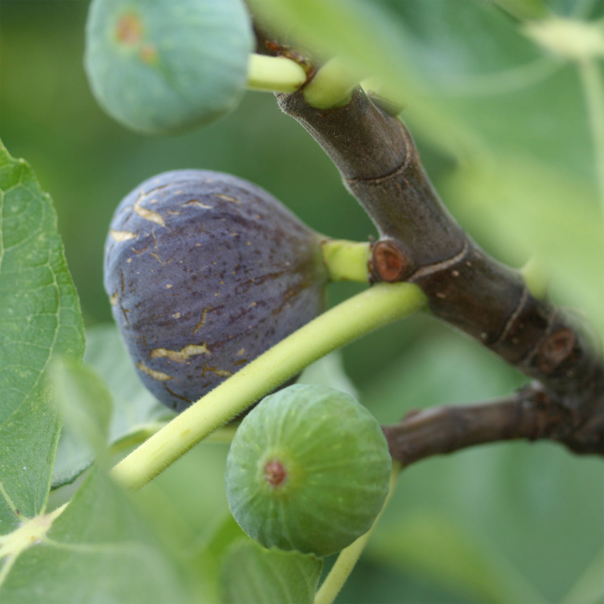 Figuier Rouge de Bordeaux - Ficus carica Rouge de Bordeaux - Willemse