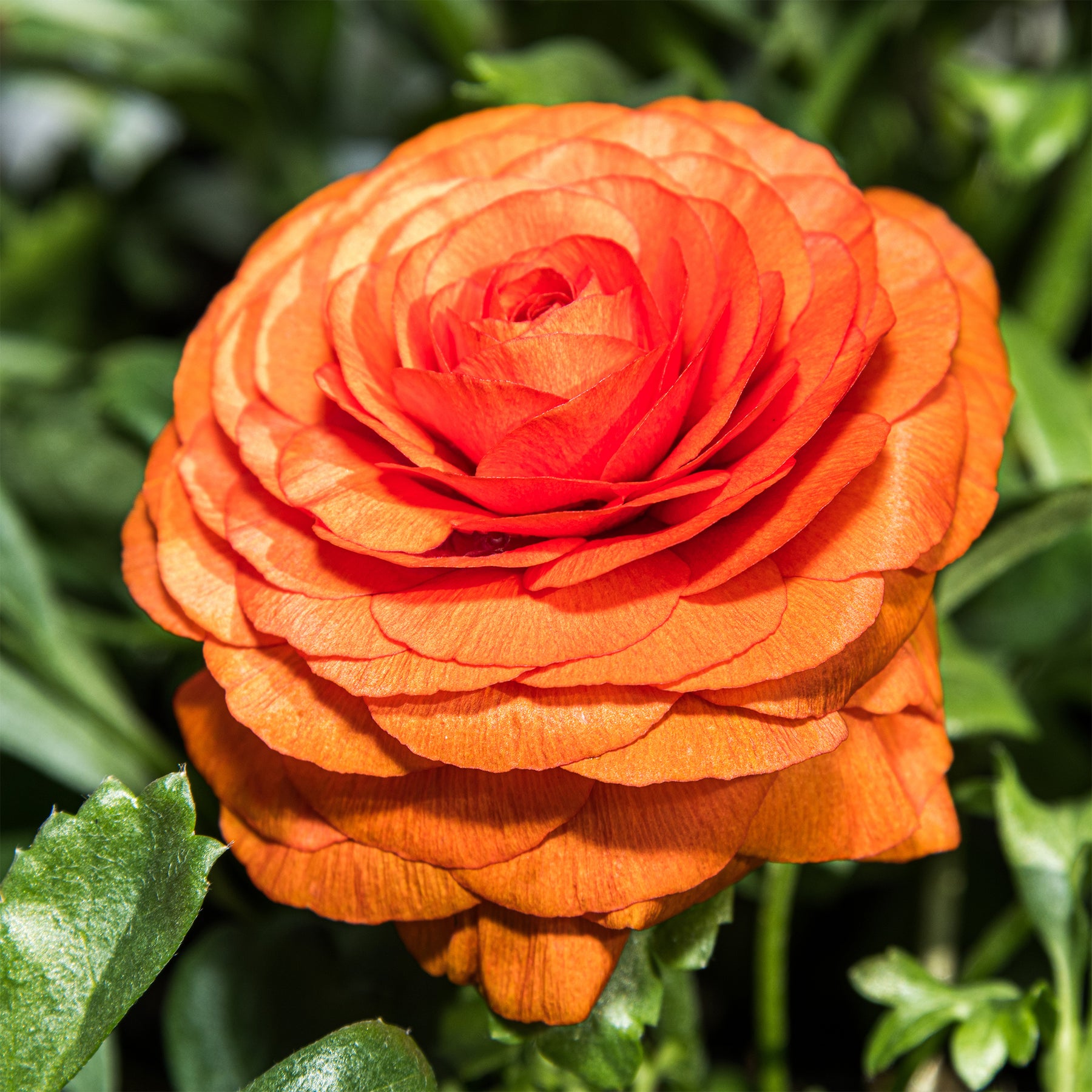 Ranunculus Orange Flame - 10 Renoncules Orange Flame - Renoncule