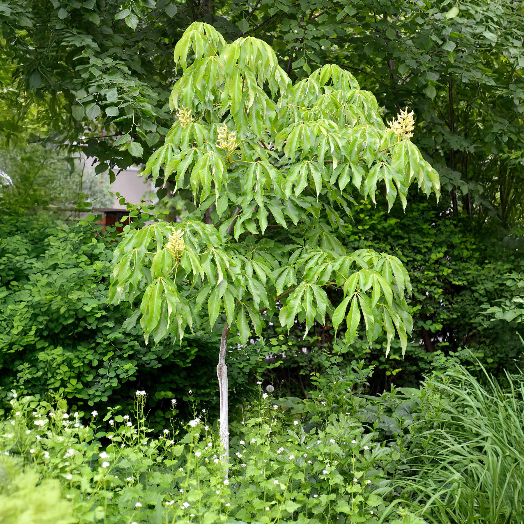 Marronnier Autumn Splendor - Aesculus x arnoldiana Autumn Splendor - Willemse