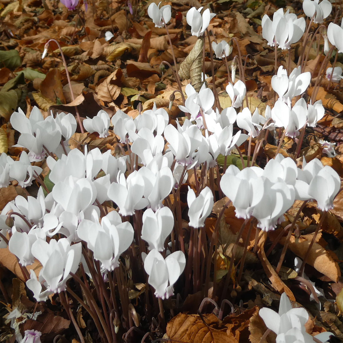 Cyclamen de Naples blanc - Willemse