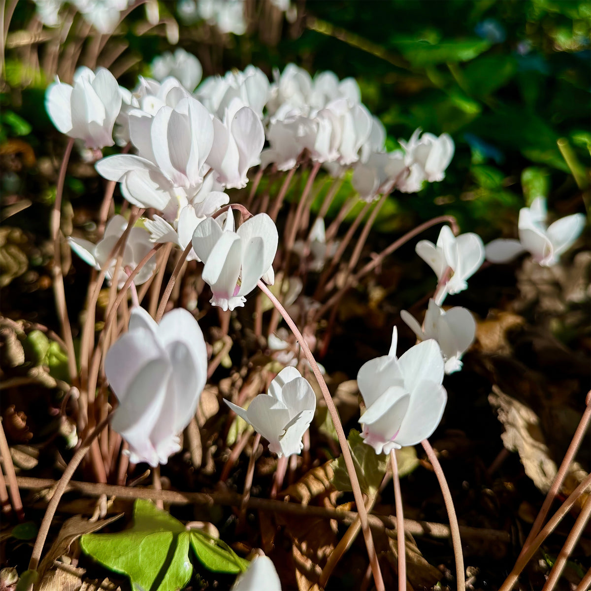 Cyclamen de Naples blanc - Cyclamen hederifolium Album - Willemse