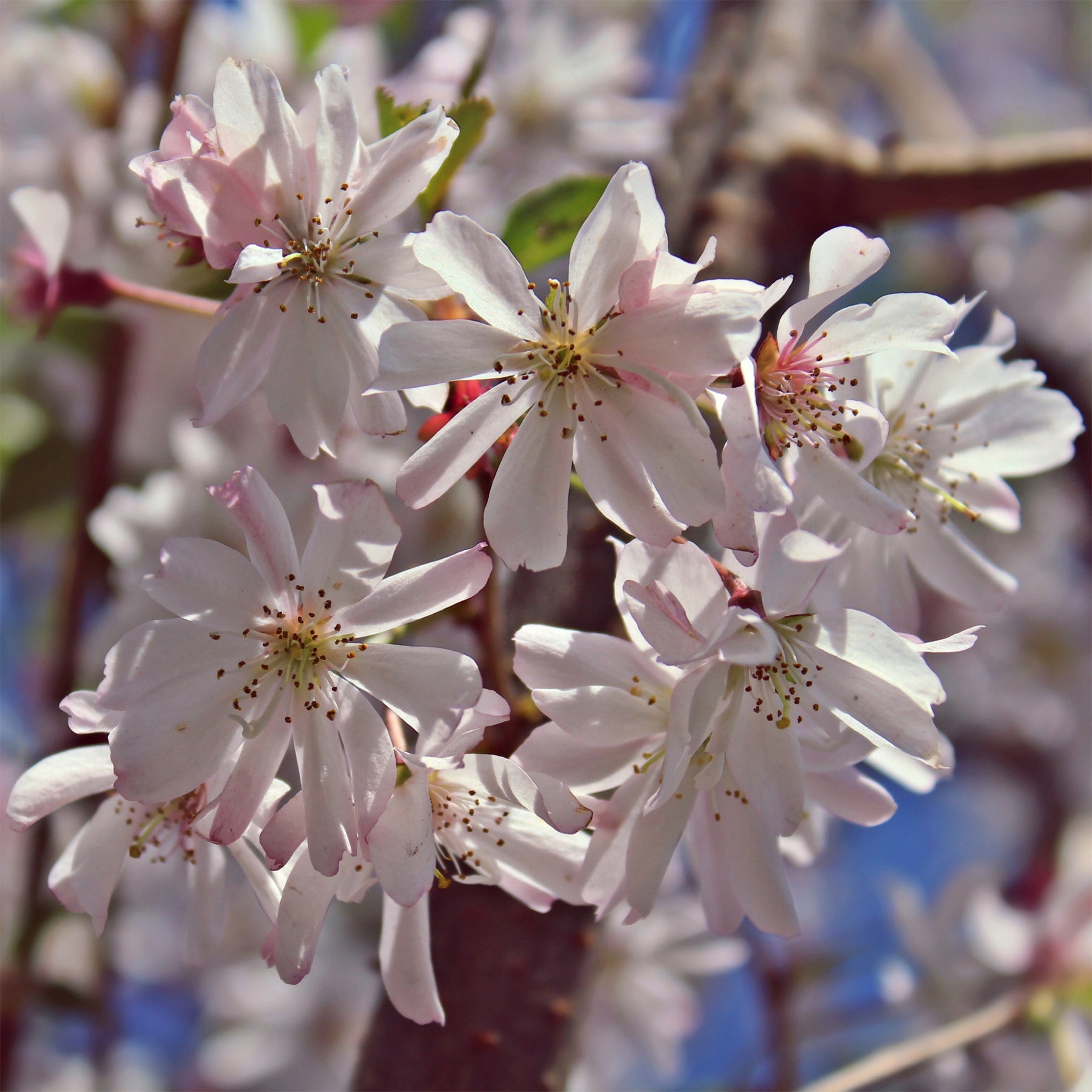 Cerisier à fleurs du Japon Autumnalis Rosea - Willemse