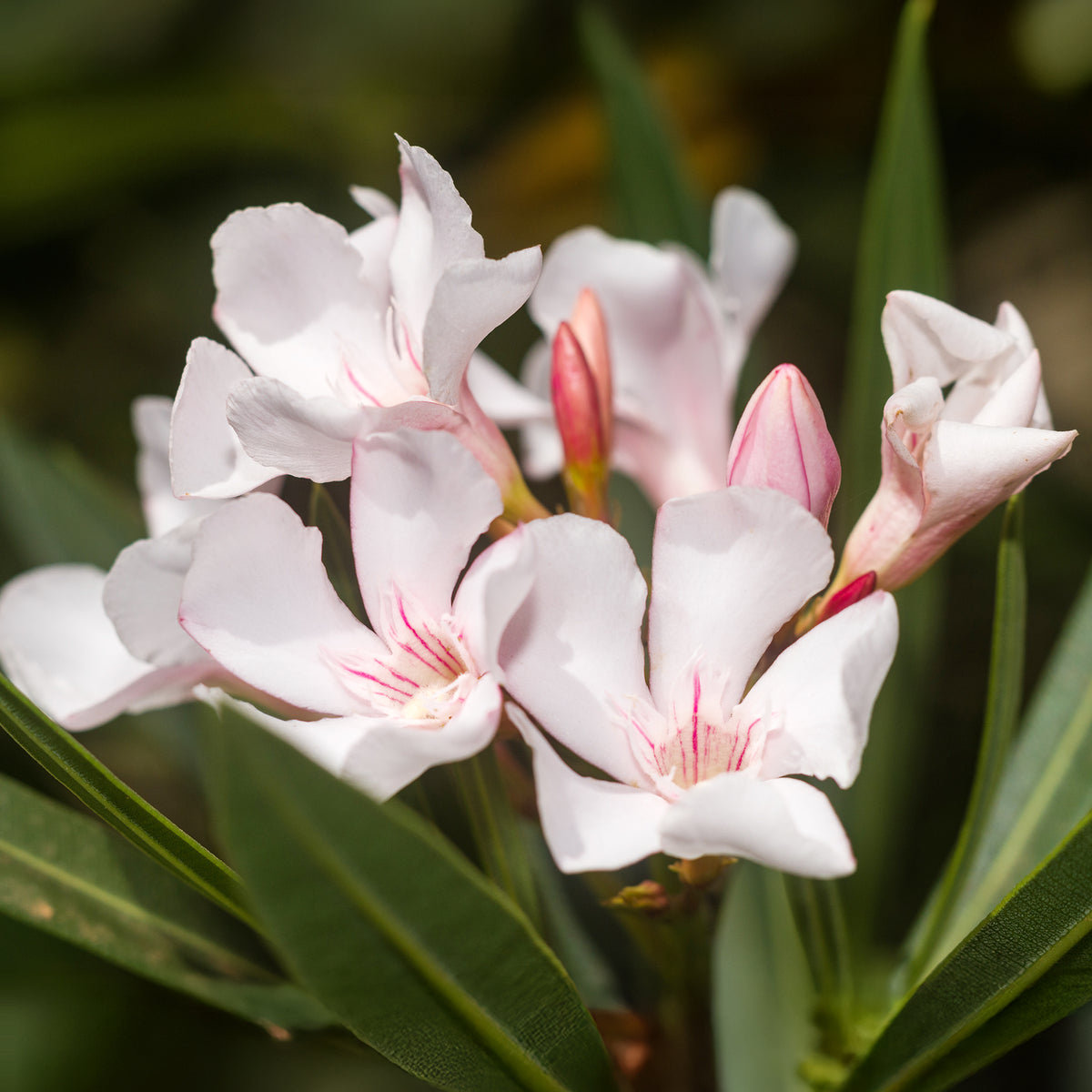 Laurier-rose Harriet Newding - Nerium oleander Harriet Newding - Willemse