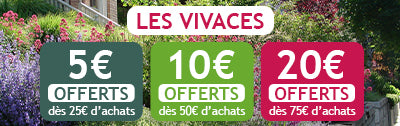 Jusqu'à -20€ offerts sur les plantes vivaces