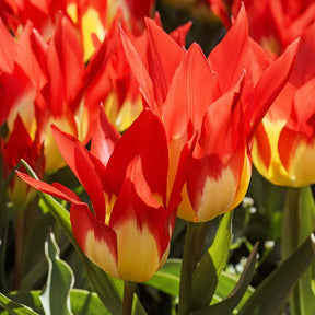 5 Tulipes 'Flames Mystery'