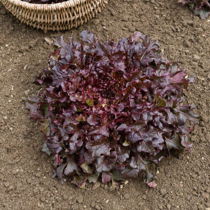 Collection de salades à couper - Collection salades à couper : Feuille de chêne, Lollo rossa, Red sala - Potager