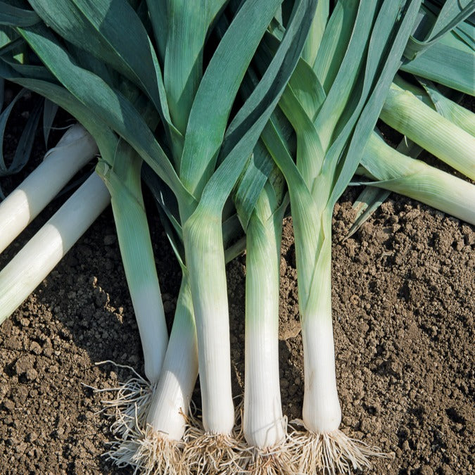 Poireau Bleu de Solaise