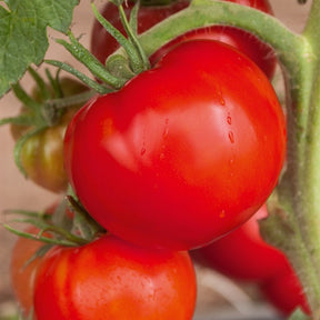 Collection de Tomates savoureuses - Collection 3 tomates savoureuses (coeur de boeuf, saint pierre, san m - Potager