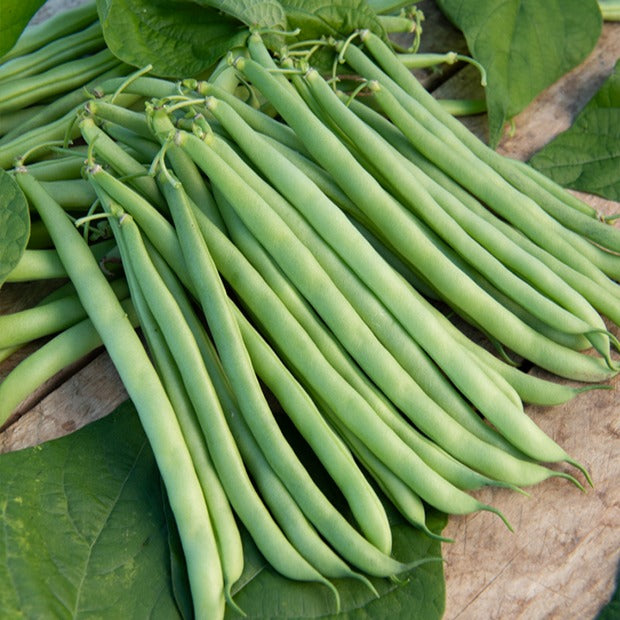 Haricot nain mangetout Contender - Willemse