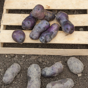 10 Pommes de terre Bleue d'Artois ® - Bleue de la Manche