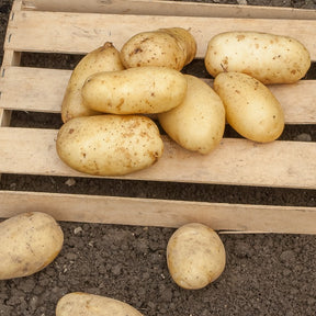 25 Pommes de terre Sirtema - Primeurs