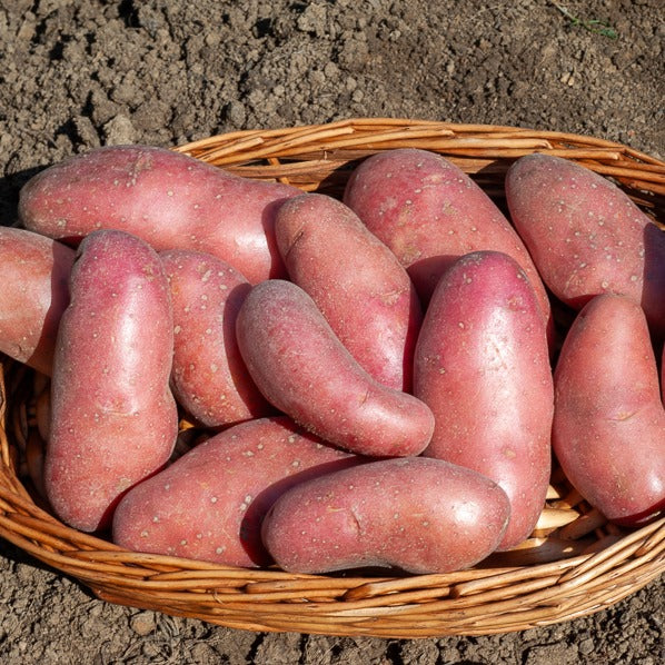 25 Pommes de terre Chérie - Solanum tuberosum chérie - Willemse