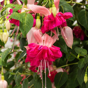 6 Fuchsias en mélange - Fuchsia Bicentennial, Dark Eyes, Bella Rosella - Plantes