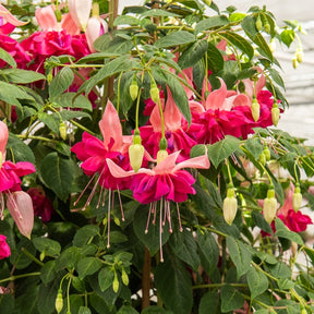 3 Fuchsias à fleurs géantes Bella Rosella