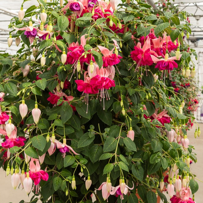 3 Fuchsias à fleurs géantes Bella Rosella