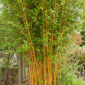 Collection de 3 Bambous traçants : vert, jaune, rouge - Phyllostachys bissetii, aureosulcata Aureocaulis, Fargesia scabrida Asian Wonder