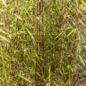 Collection de 3 Bambous traçants : vert, jaune, rouge - Phyllostachys bissetii, aureosulcata Aureocaulis, Fargesia scabrida Asian Wonder