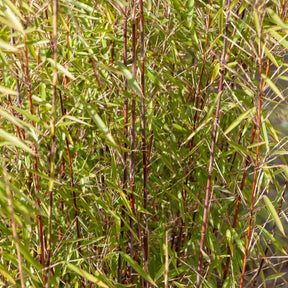 Collection de 3 arbustes pour jardin japonais - Fargesia scabrida, cornus controversa, acer palmat - Plantes