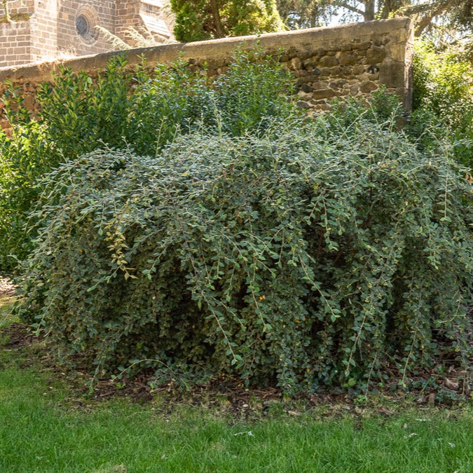 Cotoneaster franchetii