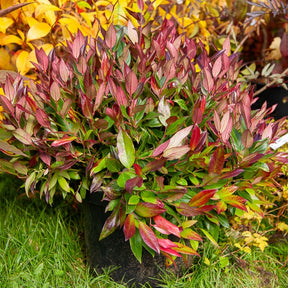 Leucothoe rouge - Leucothoe scarletta zeblid - Plantes