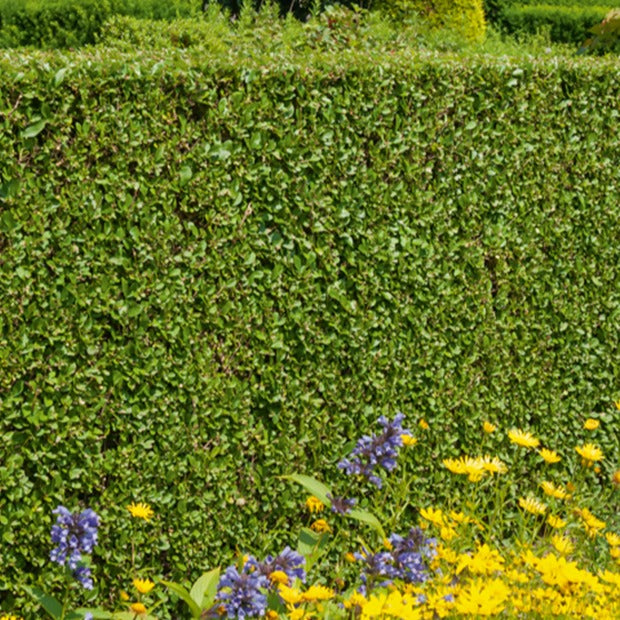 Haie de Troenes verts - Ligustrum ovalifolium