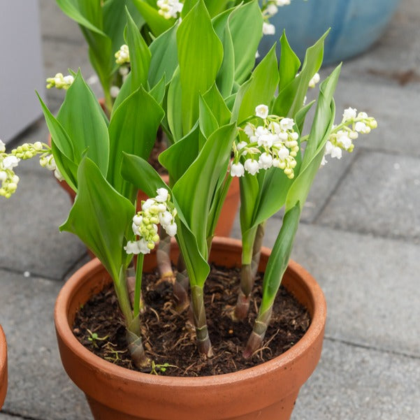 9 Muguets en mélange : blanc, rose, géant de Bordeaux - Convallaria majalis - Willemse