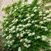 Hortensia grimpant - Hydrangea anomala petiolaris - Plantes grimpantes