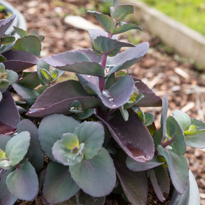 Sedum Perle bleue