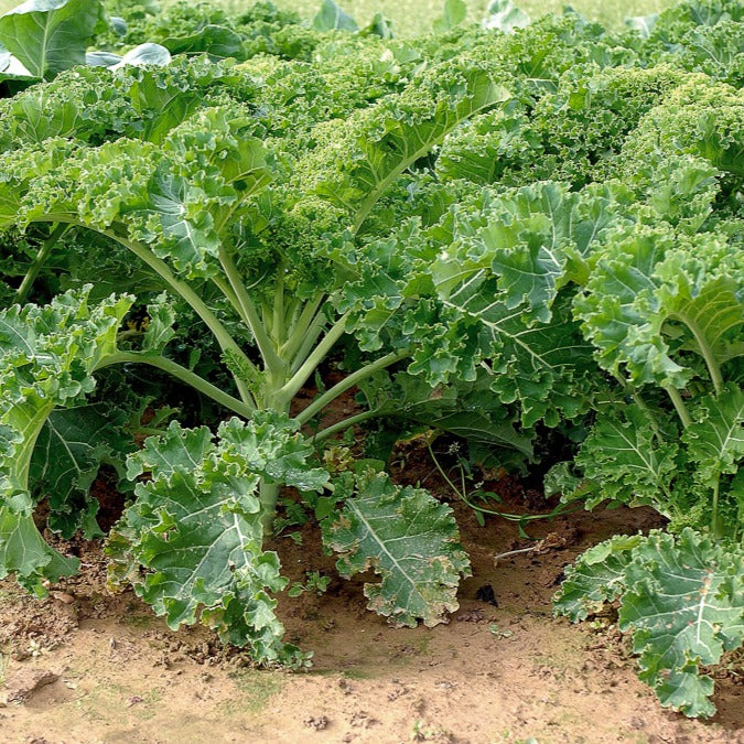 Chou frisé Vert demi nain Kale