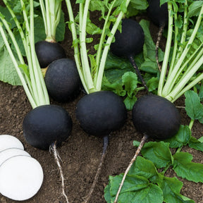 Radis Noir gros rond d'hiver