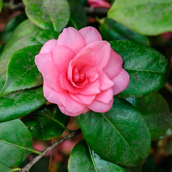 Camélia du Japon à fleurs doubles rose