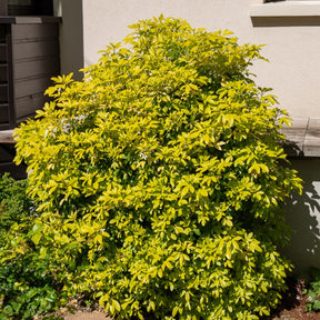 Oranger du Mexique doré - Choisya ternata sundance lich - Plantes