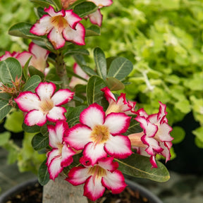 Rose du désert et son cache-pot blanc ELHO