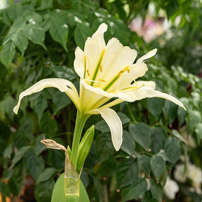 2 Ismènes Reine d'or - Hymenocallis festalis sulphur queen